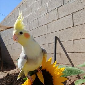 Meet your Posher, Toni